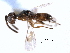  ( - CNCHYM 015266)  @11 [ ] CreativeCommons - Attribution (2012) CNC/CBG Photography Group Centre for Biodiversity Genomics