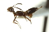  ( - CNCHYM 015270)  @11 [ ] CreativeCommons - Attribution (2012) CNC/CBG Photography Group Centre for Biodiversity Genomics