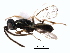  ( - CNCHYM 015272)  @11 [ ] CreativeCommons - Attribution (2012) CNC/CBG Photography Group Centre for Biodiversity Genomics