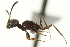  ( - CNCHYM 015295)  @11 [ ] CreativeCommons - Attribution (2012) CNC/CBG Photography Group Centre for Biodiversity Genomics