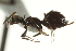  ( - CNCHYM 015298)  @11 [ ] CreativeCommons - Attribution (2012) CNC/CBG Photography Group Centre for Biodiversity Genomics