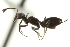  ( - CNCHYM 015299)  @11 [ ] CreativeCommons - Attribution (2012) CNC/CBG Photography Group Centre for Biodiversity Genomics