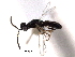  ( - CNCHYM 015303)  @11 [ ] CreativeCommons - Attribution (2012) CNC/CBG Photography Group Centre for Biodiversity Genomics