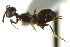  ( - CNCHYM 015307)  @13 [ ] CreativeCommons - Attribution (2012) CNC/CBG Photography Group Centre for Biodiversity Genomics