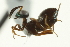  ( - CNCHYM 015308)  @12 [ ] CreativeCommons - Attribution (2012) CNC/CBG Photography Group Centre for Biodiversity Genomics