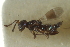  (Lecaniobius capitatus - CNCHYM 015313)  @11 [ ] CreativeCommons - Attribution (2012) CNC/CBG Photography Group Centre for Biodiversity Genomics