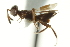  ( - CNCHYM 015315)  @11 [ ] CreativeCommons - Attribution (2012) CNC/CBG Photography Group Centre for Biodiversity Genomics