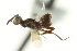  ( - CNCHYM 015317)  @11 [ ] CreativeCommons - Attribution (2012) CNC/CBG Photography Group Centre for Biodiversity Genomics