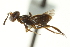 ( - CNCHYM 015318)  @11 [ ] CreativeCommons - Attribution (2012) CNC/CBG Photography Group Centre for Biodiversity Genomics