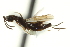  ( - CNCHYM 015355)  @11 [ ] CreativeCommons - Attribution (2012) CNC/CBG Photography Group Centre for Biodiversity Genomics