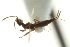  ( - CNCHYM 015356)  @11 [ ] CreativeCommons - Attribution (2012) CNC/CBG Photography Group Centre for Biodiversity Genomics