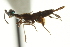  ( - CNCHYM 015366)  @11 [ ] CreativeCommons - Attribution (2012) CNC/CBG Photography Group Centre for Biodiversity Genomics