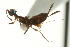  ( - CNCHYM 015367)  @11 [ ] CreativeCommons - Attribution (2012) CNC/CBG Photography Group Centre for Biodiversity Genomics