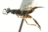  ( - CNCHYM 015393)  @11 [ ] CreativeCommons - Attribution (2012) CNC/CBG Photography Group Centre for Biodiversity Genomics
