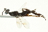  ( - CNCHYM 015394)  @11 [ ] CreativeCommons - Attribution (2012) CNC/CBG Photography Group Centre for Biodiversity Genomics