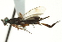  ( - CNCHYM 015395)  @11 [ ] CreativeCommons - Attribution (2012) CNC/CBG Photography Group Centre for Biodiversity Genomics