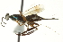  ( - CNCHYM 015397)  @13 [ ] CreativeCommons - Attribution (2012) CNC/CBG Photography Group Centre for Biodiversity Genomics