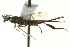  ( - CNCHYM 015398)  @13 [ ] CreativeCommons - Attribution (2012) CNC/CBG Photography Group Centre for Biodiversity Genomics