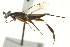  ( - CNCHYM 015399)  @11 [ ] CreativeCommons - Attribution (2012) CNC/CBG Photography Group Centre for Biodiversity Genomics