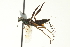  ( - CNCHYM 015400)  @11 [ ] CreativeCommons - Attribution (2012) CNC/CBG Photography Group Centre for Biodiversity Genomics