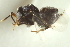  ( - CNCHYM 015422)  @11 [ ] CreativeCommons - Attribution (2012) CNC/CBG Photography Group Centre for Biodiversity Genomics
