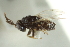  ( - CNCHYM 015423)  @11 [ ] CreativeCommons - Attribution (2012) CNC/CBG Photography Group Centre for Biodiversity Genomics