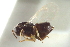  ( - CNCHYM 015445)  @11 [ ] CreativeCommons - Attribution (2012) CNC/CBG Photography Group Centre for Biodiversity Genomics