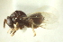  ( - CNCHYM 015446)  @11 [ ] CreativeCommons - Attribution (2012) CNC/CBG Photography Group Centre for Biodiversity Genomics