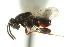  ( - CNCHYM 015524)  @11 [ ] CreativeCommons - Attribution (2012) CNC/CBG Photography Group Centre for Biodiversity Genomics