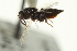  ( - CNCHYM 015526)  @11 [ ] CreativeCommons - Attribution (2012) CNC/CBG Photography Group Centre for Biodiversity Genomics