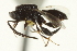  ( - CNCHYM 015527)  @11 [ ] CreativeCommons - Attribution (2012) CNC/CBG Photography Group Centre for Biodiversity Genomics