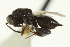  ( - CNCHYM 015528)  @11 [ ] CreativeCommons - Attribution (2012) CNC/CBG Photography Group Centre for Biodiversity Genomics