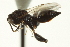  ( - CNCHYM 016194)  @11 [ ] CreativeCommons - Attribution (2012) CNC/CBG Photography Group Centre for Biodiversity Genomics