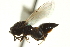  ( - CNCHYM 016195)  @11 [ ] CreativeCommons - Attribution (2012) CNC/CBG Photography Group Centre for Biodiversity Genomics
