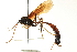  ( - CNCHYM 013016)  @11 [ ] CreativeCommons - Attribution (2012) CNC/CBG Photography Group Centre for Biodiversity Genomics