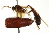  ( - CNCHYM 013025)  @11 [ ] CreativeCommons - Attribution (2012) CNC/CBG Photography Group Centre for Biodiversity Genomics