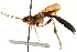  ( - CNCHYM 013027)  @11 [ ] CreativeCommons - Attribution (2012) CNC/CBG Photography Group Centre for Biodiversity Genomics
