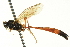  ( - CNCHYM 013043)  @11 [ ] CreativeCommons - Attribution (2012) CNC/CBG Photography Group Centre for Biodiversity Genomics