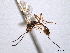  ( - CNCHYM 012332)  @11 [ ] CreativeCommons - Attribution (2012) CNC/CBG Photography Group Centre for Biodiversity Genomics