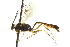  ( - CNCHYM 012404)  @11 [ ] CreativeCommons - Attribution (2012) CNC/CBG Photography Group Centre for Biodiversity Genomics