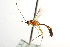  ( - CNCHYM 012473)  @11 [ ] CreativeCommons - Attribution (2012) CNC/CBG Photography Group Centre for Biodiversity Genomics