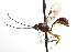  ( - CNCHYM 012474)  @11 [ ] CreativeCommons - Attribution (2012) CNC/CBG Photography Group Centre for Biodiversity Genomics