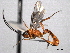  ( - CNCHYM 012483)  @11 [ ] CreativeCommons - Attribution (2012) CNC/CBG Photography Group Centre for Biodiversity Genomics