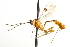  ( - CNCHYM 012531)  @11 [ ] CreativeCommons - Attribution (2012) CNC/CBG Photography Group Centre for Biodiversity Genomics