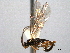  ( - CNCHYM 012540)  @11 [ ] CreativeCommons - Attribution (2012) CNC/CBG Photography Group Centre for Biodiversity Genomics