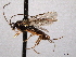  ( - CNCHYM 012541)  @11 [ ] CreativeCommons - Attribution (2012) CNC/CBG Photography Group Centre for Biodiversity Genomics