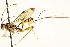  (Acaenitinae - CNCHYM 013071)  @15 [ ] CreativeCommons - Attribution (2012) CNC/CBG Photography Group Centre for Biodiversity Genomics