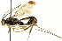  ( - CNCHYM 013091)  @14 [ ] CreativeCommons - Attribution (2012) CNC/CBG Photography Group Centre for Biodiversity Genomics