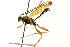  ( - CNCHYM 013095)  @11 [ ] CreativeCommons - Attribution (2012) CNC/CBG Photography Group Centre for Biodiversity Genomics
