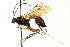  ( - CNCHYM 013115)  @11 [ ] CreativeCommons - Attribution (2012) CNC/CBG Photography Group Centre for Biodiversity Genomics